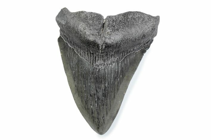 Fossil Megalodon Tooth - South Carolina #370467